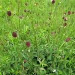 Zdravilna strašnica (Sanguisorba officinalis)