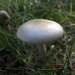 Lupinar, najbrž beli (Amanita nivalis) - to pa je bila navdušujoča najdba.