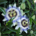 IMG_0054_1