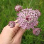 Linne in njegove štiri hčerke (veliki zali kobulček - Astrantia major)